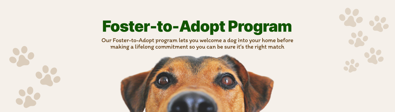 Foster-to-Adopt Program Hero